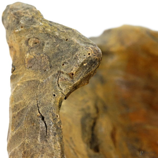 Centrotavola in radice di ulivo, cm 21x55x32, (segni del tempo)