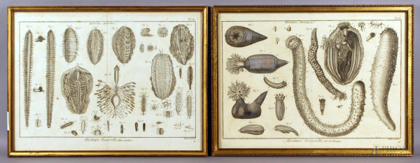 Da Diderot d&#39;Alembert, lotto composto da due incisioni raffiguranti molluschi , cm. 28x38, entro cornice.
