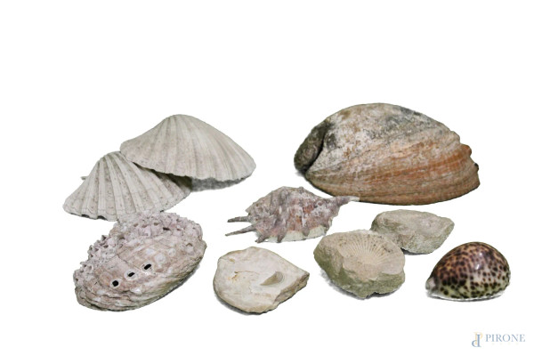 Lotto di otto piccole conchiglie fossili, h. 10 x larghezza massima 27 cm.