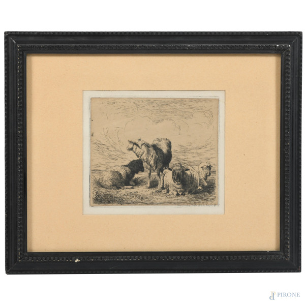 Pecore, XIX-XX secolo, incisione, cm 12x14, entro cornice