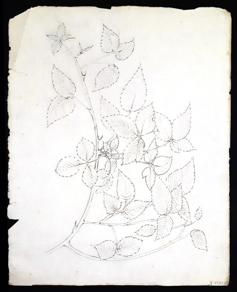 Antico disegno del XIX secolo raffigurante studio di botanica, grafite su carta vergellata, cm 30x24