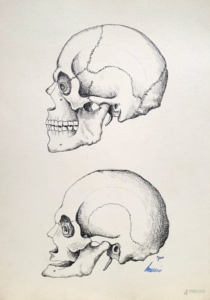 Artista del Novecento, Antica tavola di anatomia raffigurante crani, matita grassa su carta, cm 35x25