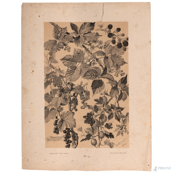Willibald Schulmeister (1851 - 1909) Lotto di due litografie floreali stampate a Vienna da Gerlach & Schenk, foglio cm 40,5x31.5, (tracce di umidità, segni di usura, strappi ai margini)