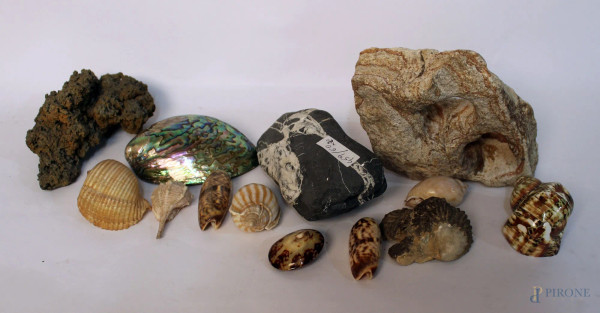 Lotto di diverse conchiglie fossili.