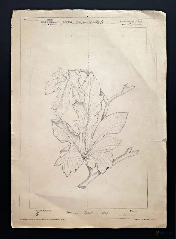 Disegno ornamentale ottocentesco raffigurante studio di botanica, grafite su carta, cm &#160;24x33, firmato e datato Ugo Tinozzo - 1889  - Asta ASTA A TEMPO  - Aste Pirone