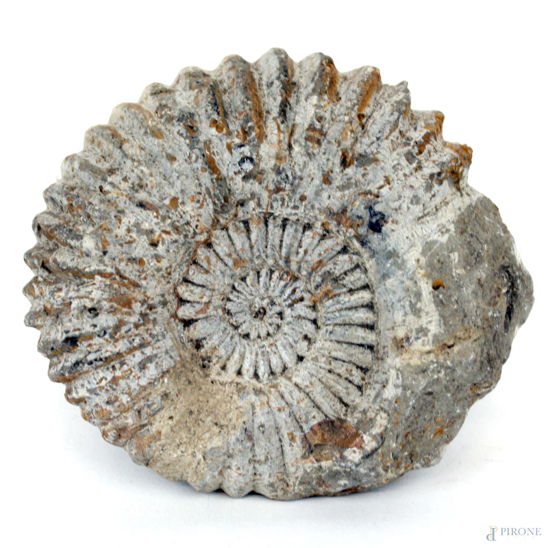 Ammonite fossile, diam. cm 12  - Asta ANTIQUARIATO E ARTE MODERNA - Aste Pirone