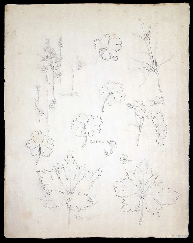 Antico disegno del XIX secolo raffigurante studio di botanica, grafite su carta vergellata, cm 30x24  - Asta ASTA DI ANTIQUARIATO - Aste Pirone