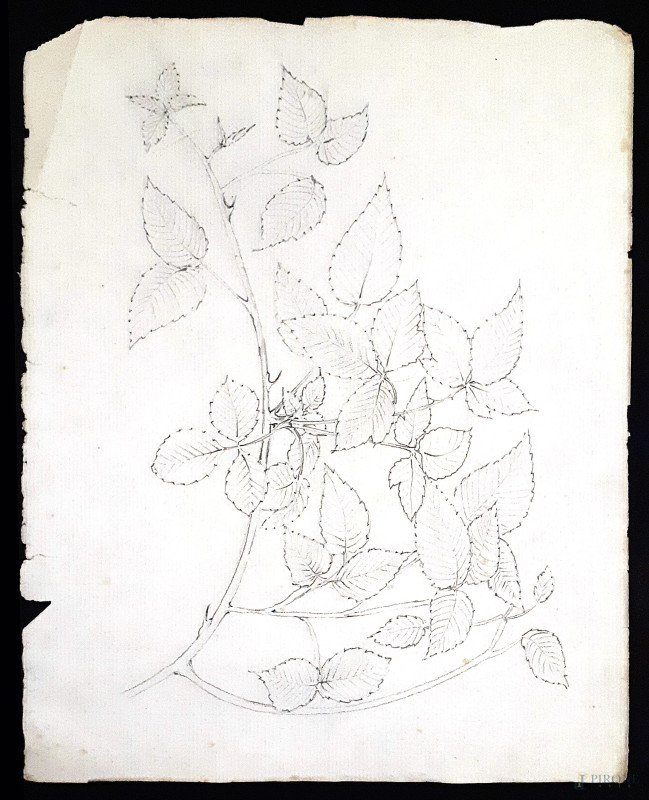 Antico disegno del XIX secolo raffigurante studio di botanica, grafite su carta vergellata, cm 30x24  - Asta ASTA DI ANTIQUARIATO - Aste Pirone